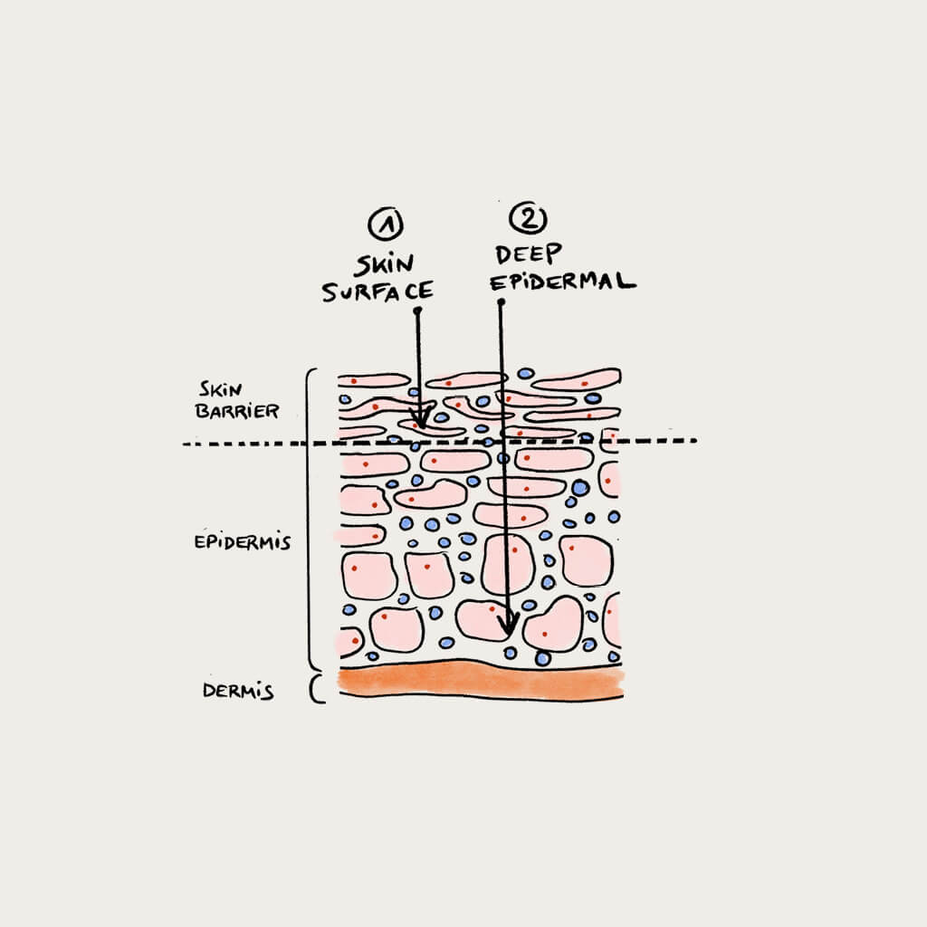 Diagram illustrating skin surface and deeper epidermal layers
